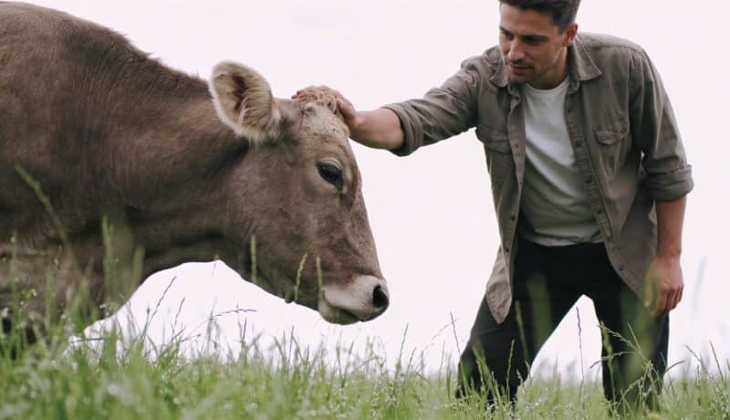 eleveur caressant une vache dans un pre verdoyant